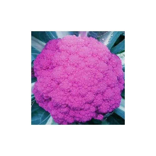 Pink Broccoli Seeds for Planting [neera-v5-b66eb918fa3c08b14854]