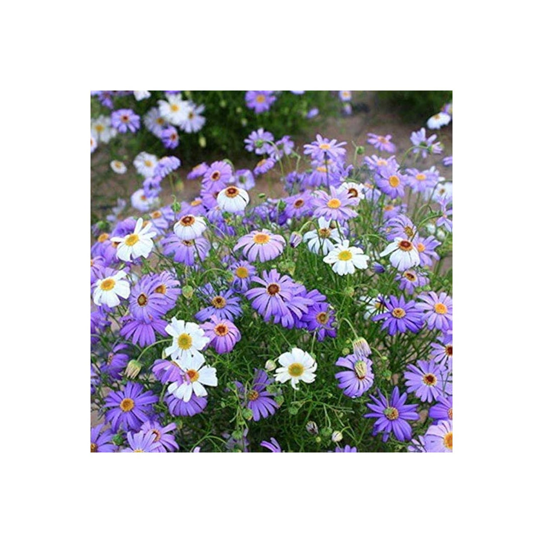 Daisy Brachyscome Iberidifolia Swan River Flower For Planting Compact Variety For Containers [neera-v5-b67349f3ee8ec4f50960]
