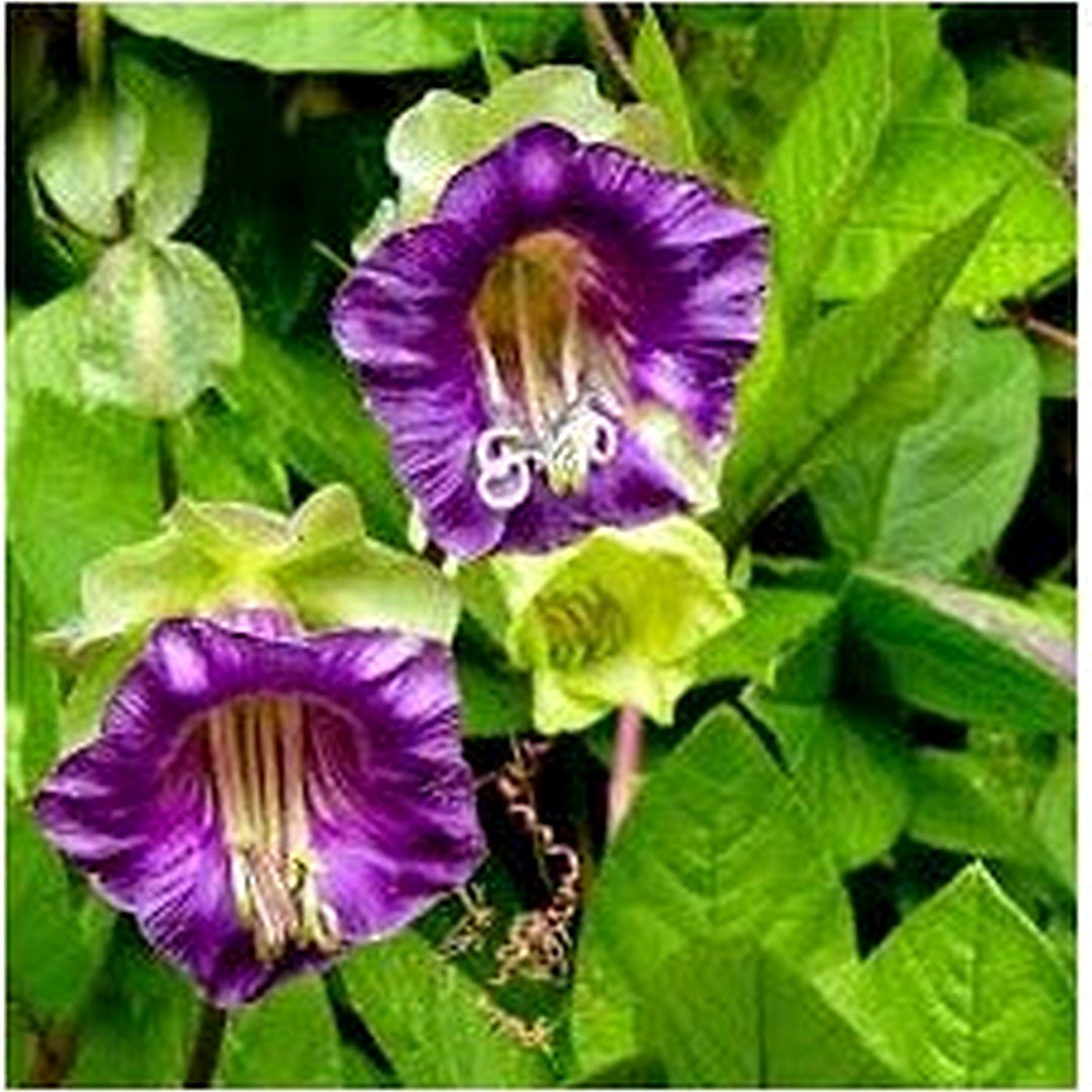 Purple Cathedral Bells (Cobaea Scandens) Climbing Seeds [neera-v5-b67bdb17fe3333ee21b1]