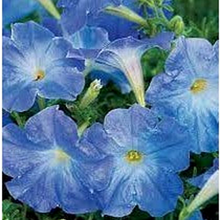 Sky Blue Petunia Flower Seeds for Planting [neera-v5-b67d1d8513d49a8d3996]