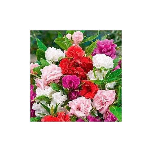 Red Bright Camellia Impatiens Flower Seeds for Home Garden Planting, Premium Organic Blooming [neera-v5-b6a393aac45b3f541e61]