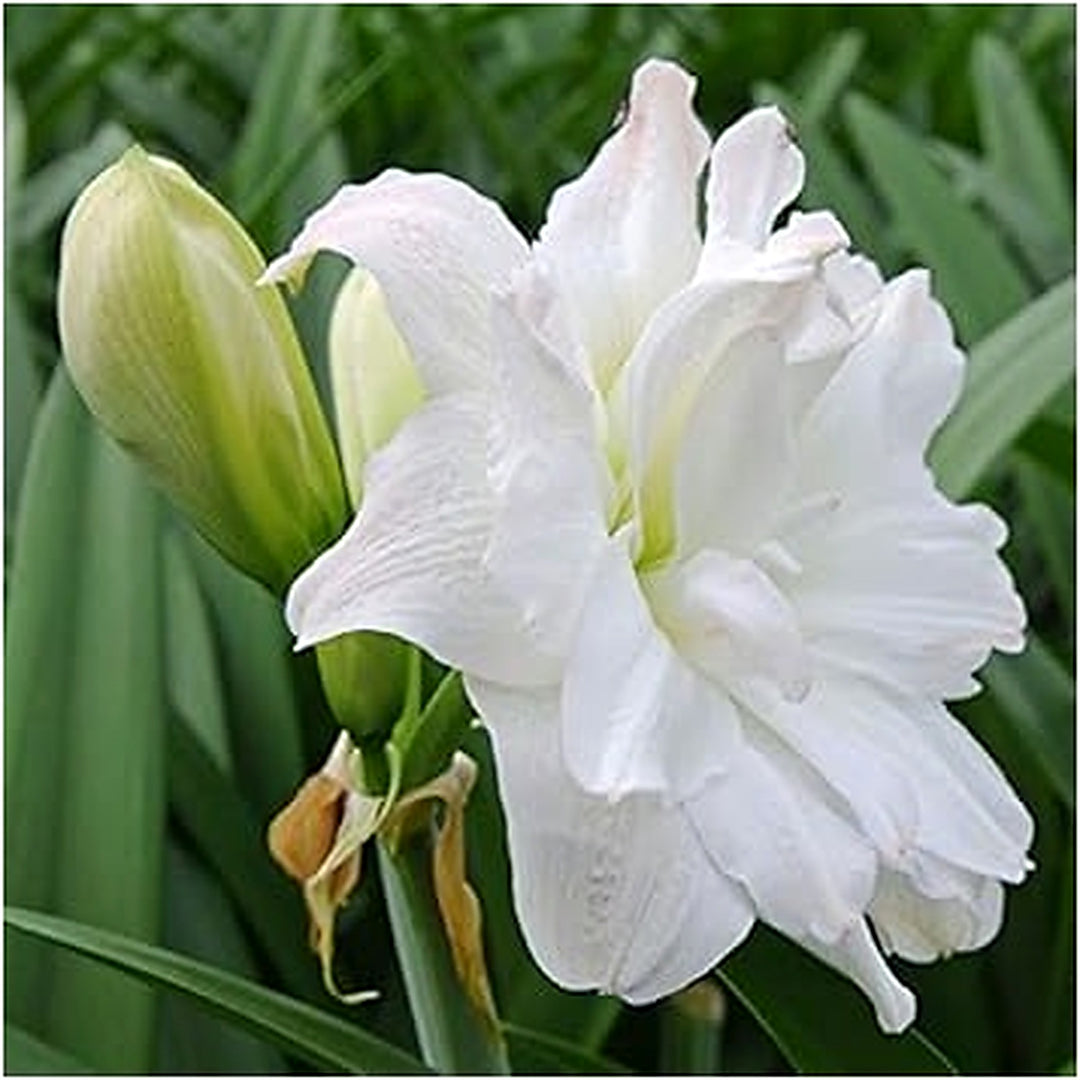 White Amaryllis Barbados Seeds [neera-v5-b6b56fa15ba33eaaf2d1]