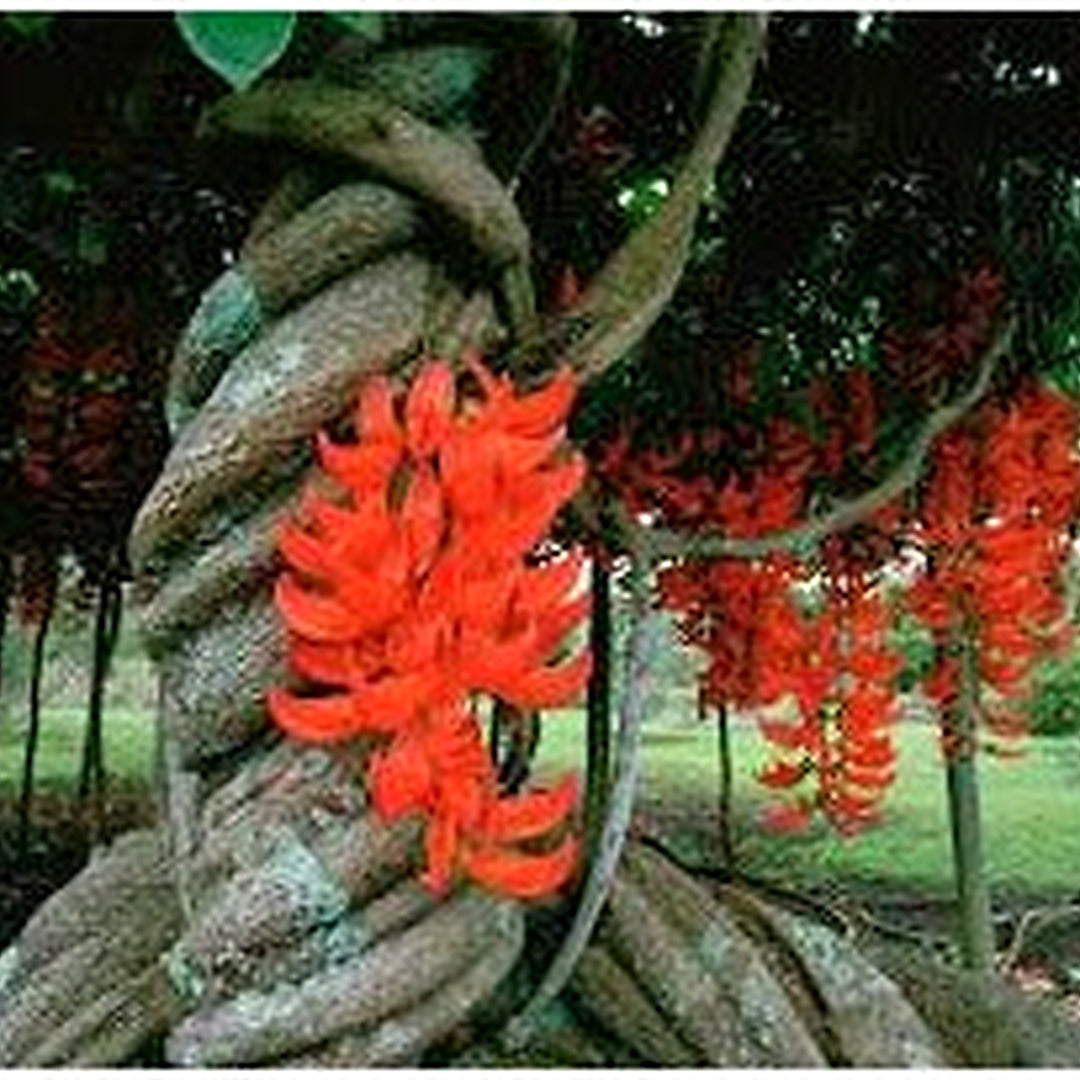 Red Jade Vine Mucuna Bennettii Flower For Planting Flower Seeds for Home Garden Planting, Landscape [neera-v5-b6c375765401bbdf8a51]