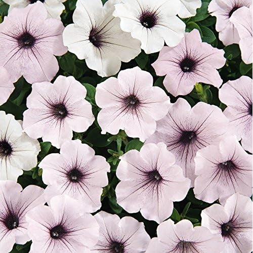 Petunia Petunia Hybrida Flower For Planting In Hanging Baskets Or Home Garden Flower Seeds for Home [neera-v5-b6cf0693f6ace46983e9]