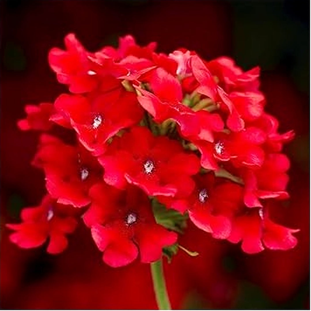 Red Verbena Flower Seeds for Planting [neera-v5-b6d814e118260d41972d]