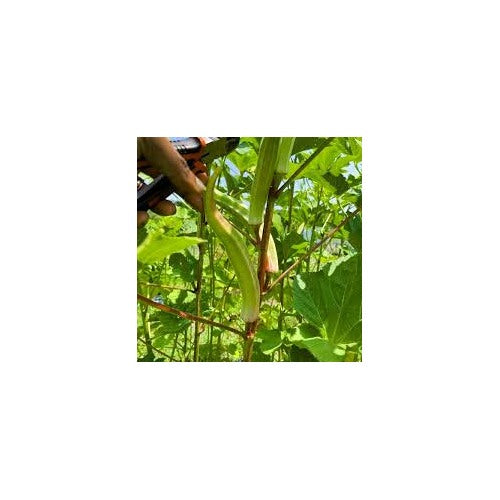 Cow Horn Okra Seeds for Planting [neera-v5-b6e4135f8406b1419ab1]