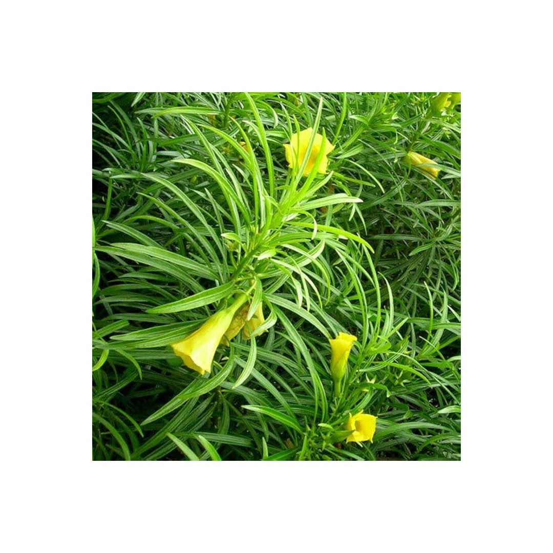 Yellow Oleer Thevetia Peruviana Flower For Backyard Gardening Flower Seeds for Home Garden [neera-v5-b6e6d94365a3d6e9139e]