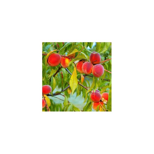 Red Haven Peach Fruit Seeds for Planting [neera-v5-b6e94b9583b33b15ff67]