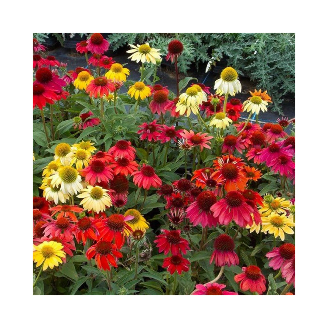 Mixed Echinacea Cheyenne Spirit Wildflower For Planting To Attract Pollinators Butterflies Gmo Free [neera-v5-b6edd3943f01d5d4a65a]