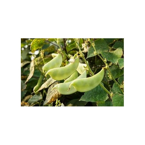 Dolichos Beans Seeds for Planting [neera-v5-b6f1d1a22f46891fb698]