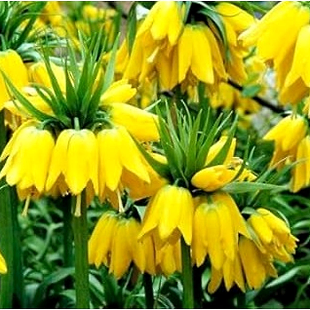 Yellow Imperial Crown Flower Seeds for Planting | Heirloom, Non-GMO, High Germination Organic Garden Seeds for Royal Spring Blooms [neera-v5-b703368102cc41bda4b6]