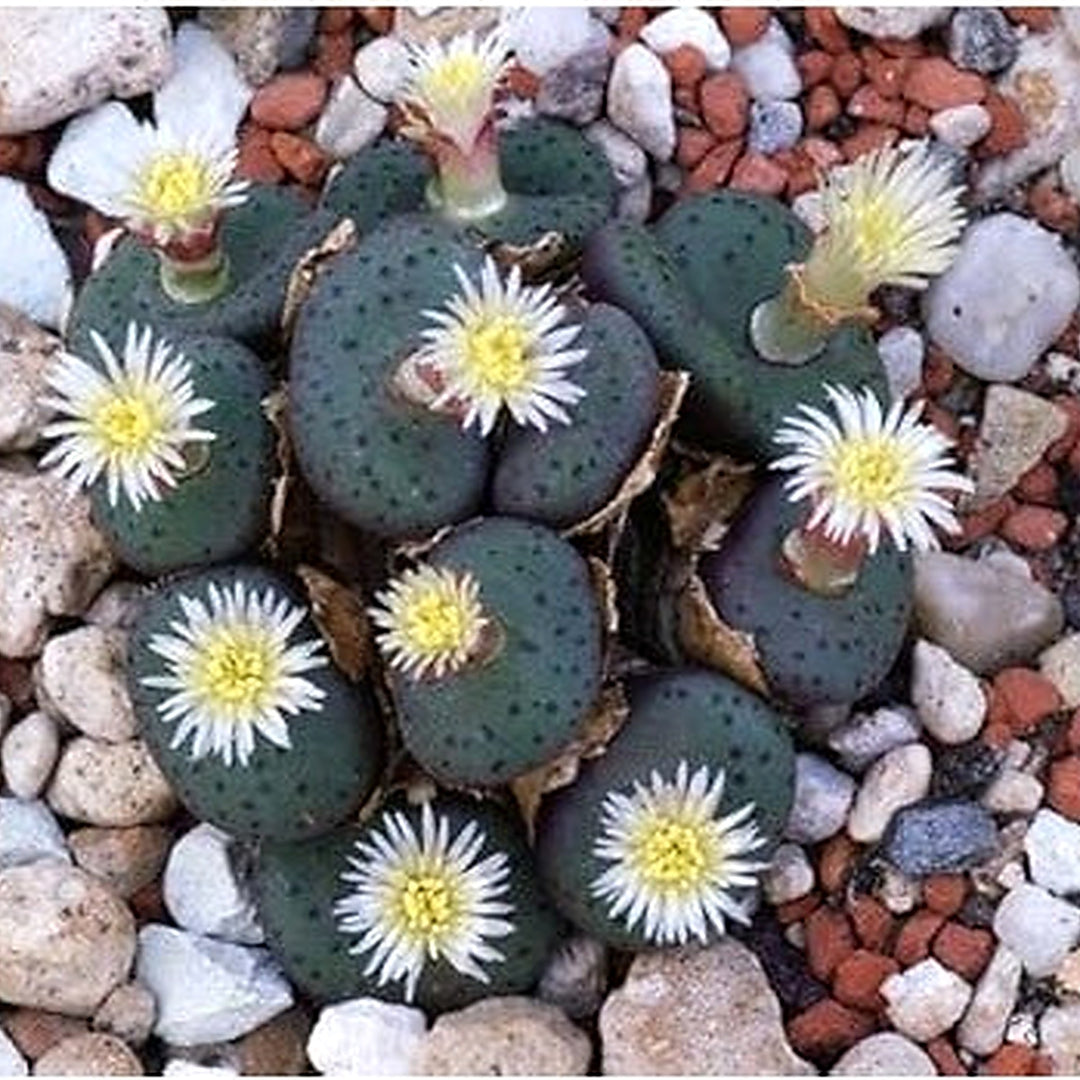 Green Conophytum Obcordellum Plant Seeds for Planting [neera-v5-b7097c30a3f50d266326]