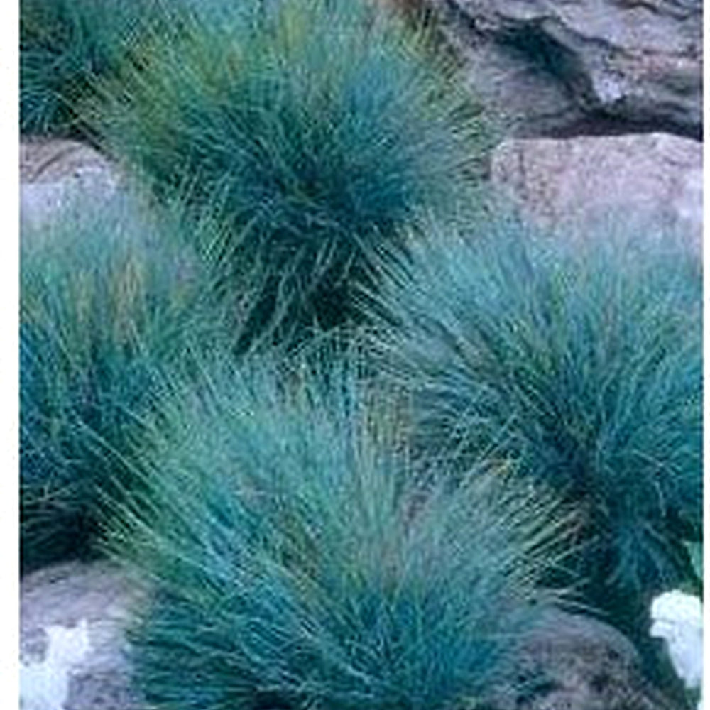 Blue Fescue Grass Seeds [neera-v5-b70a31246a27655a3c80]