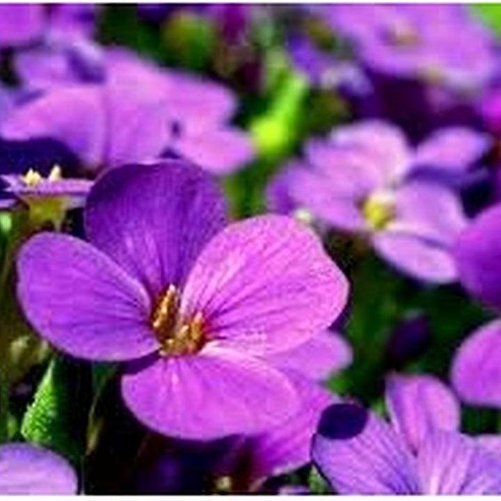 Heirloom Viola Flower Seeds Non-GMO for Garden Planting Edible Colorful Blooms [neera-v5-b730827d8bd705b9be4a]