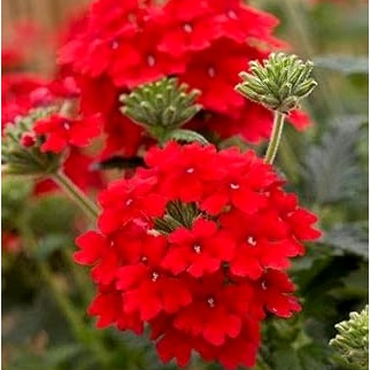 Red Verbena Flower Seeds for Planting [neera-v5-b738afca28d2af8442e8]