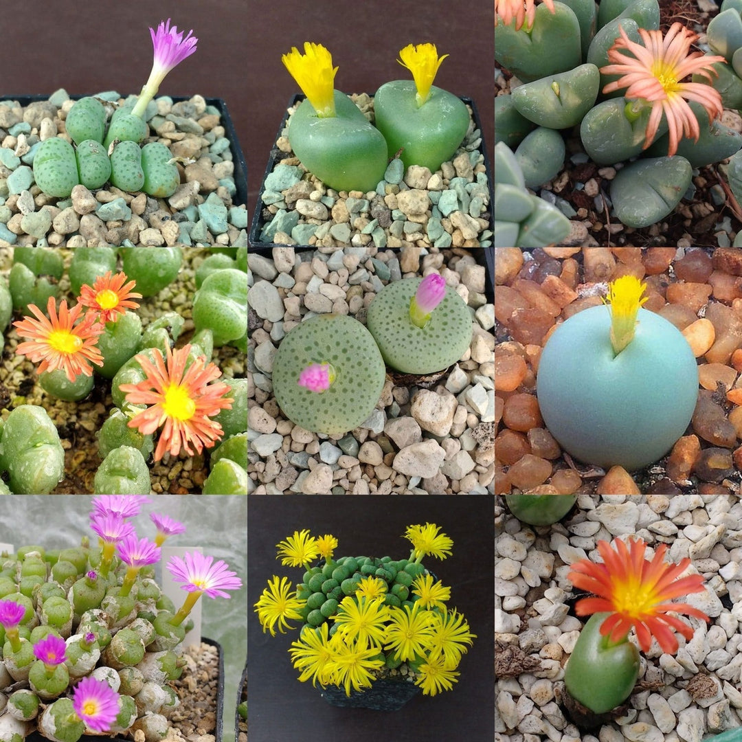 Mixed Conophytum Hammeri Plant For Planting Flower Seeds for Home Garden Planting, Ornamental [neera-v5-b73fdfd8fbf596f82e16]