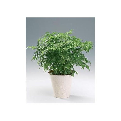 Green Radermachera Sinica Seeds for Planting [neera-v5-b74c2fb50101054cdb9c]