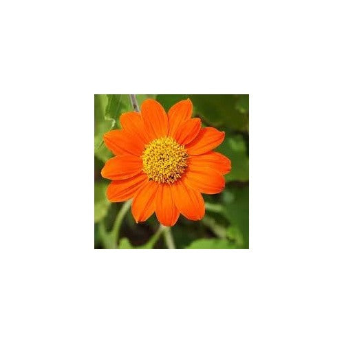 Heirloom Non-GMO Tithonia Flower Seeds for Planting [neera-v5-b751bfd88c6bd8cc98ae]