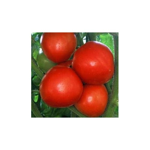 Early Red Tomato Seeds for Planting [neera-v5-b75356f159256faa2c69]
