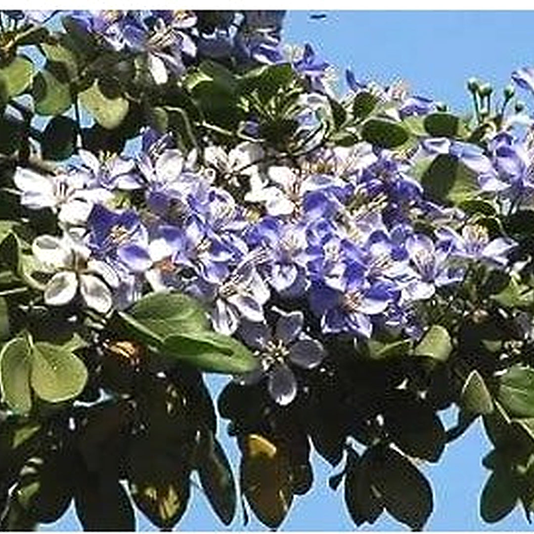Blue Lignum Vitae Flower Planting For Garden Non Gmo Flower Seeds for Home Garden Planting, [neera-v5-b75ee6d3e6a220f89bc4]