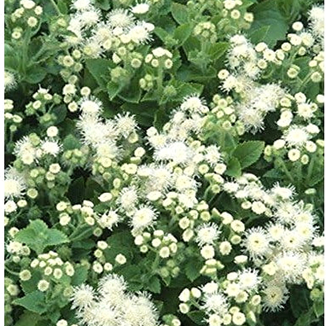 White Floss Flower Ageratum Houstonianum Cloud Nine Flower Seeds Home Garden Planting, Colorful [neera-v5-b766861b6dc0734b0ddb]