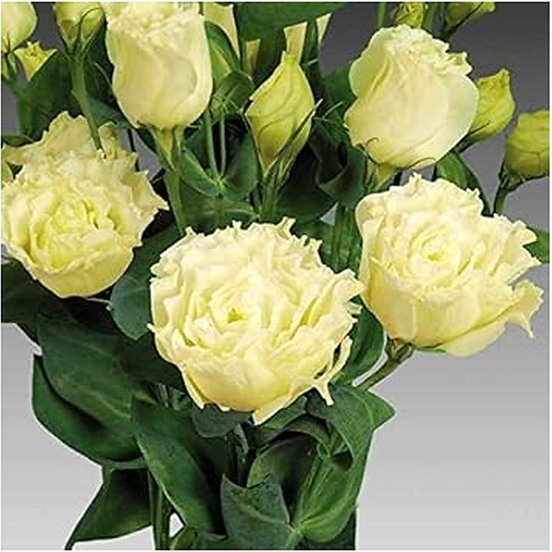 Light Yellow Eustoma (Lisianthus) Flower Seeds [neera-v5-b76d65a8745b71e1a8b6]