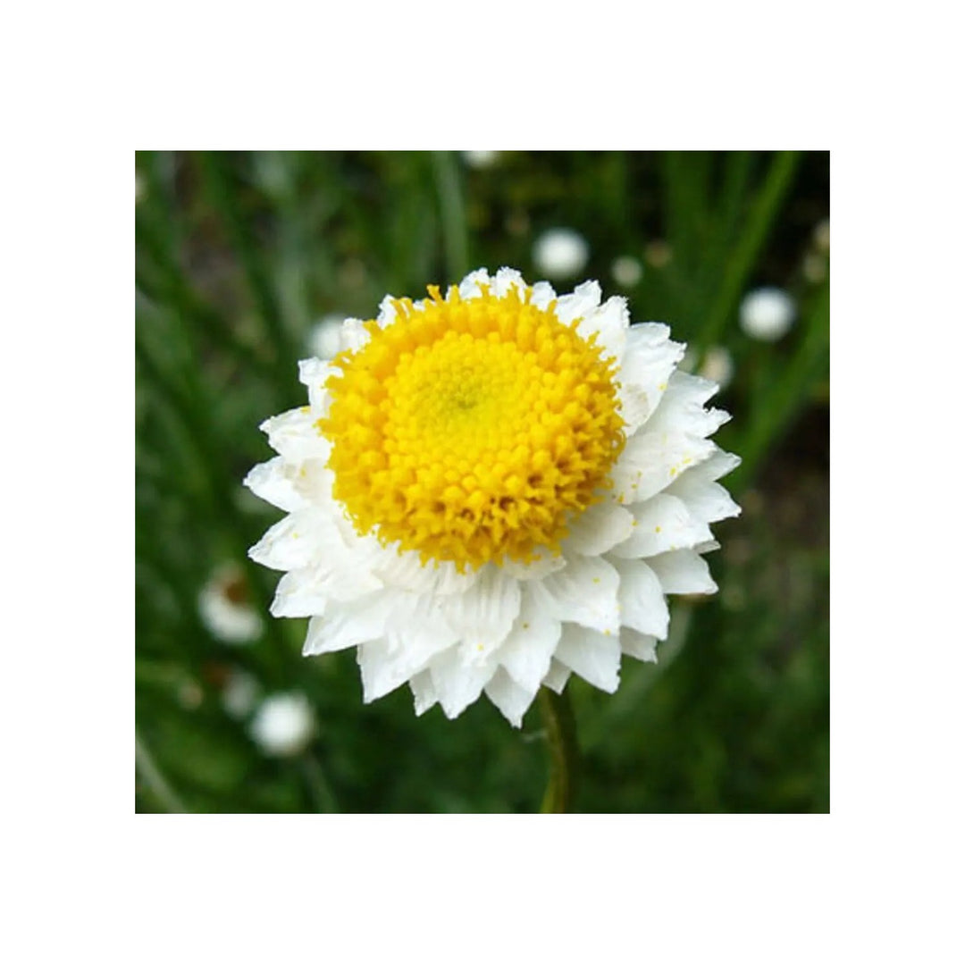 Winged Everlasting Ammobium Alatum Flower For Planting Papery Blooms For Dried Floral Use Non Gmo [neera-v5-b76e5a0e26fed25a6222]