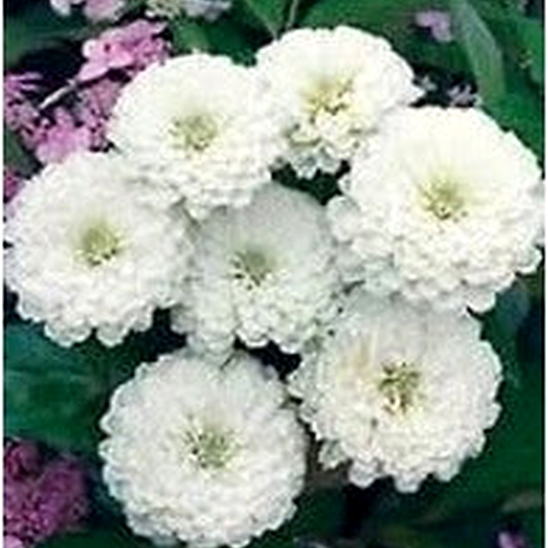 Heirloom Non-GMO White Oklahoma Flower Seeds for Planting [neera-v5-b78601bbaf6249798430]