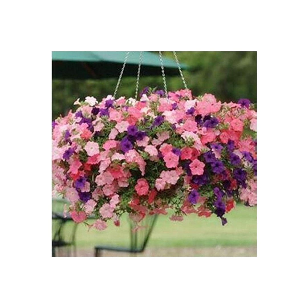 Petunia Petunia Hybrida Flower For Planting In Indoor Pots Vertical Garden Containers Flower [neera-v5-b789bd5a87c3615f0cfd]