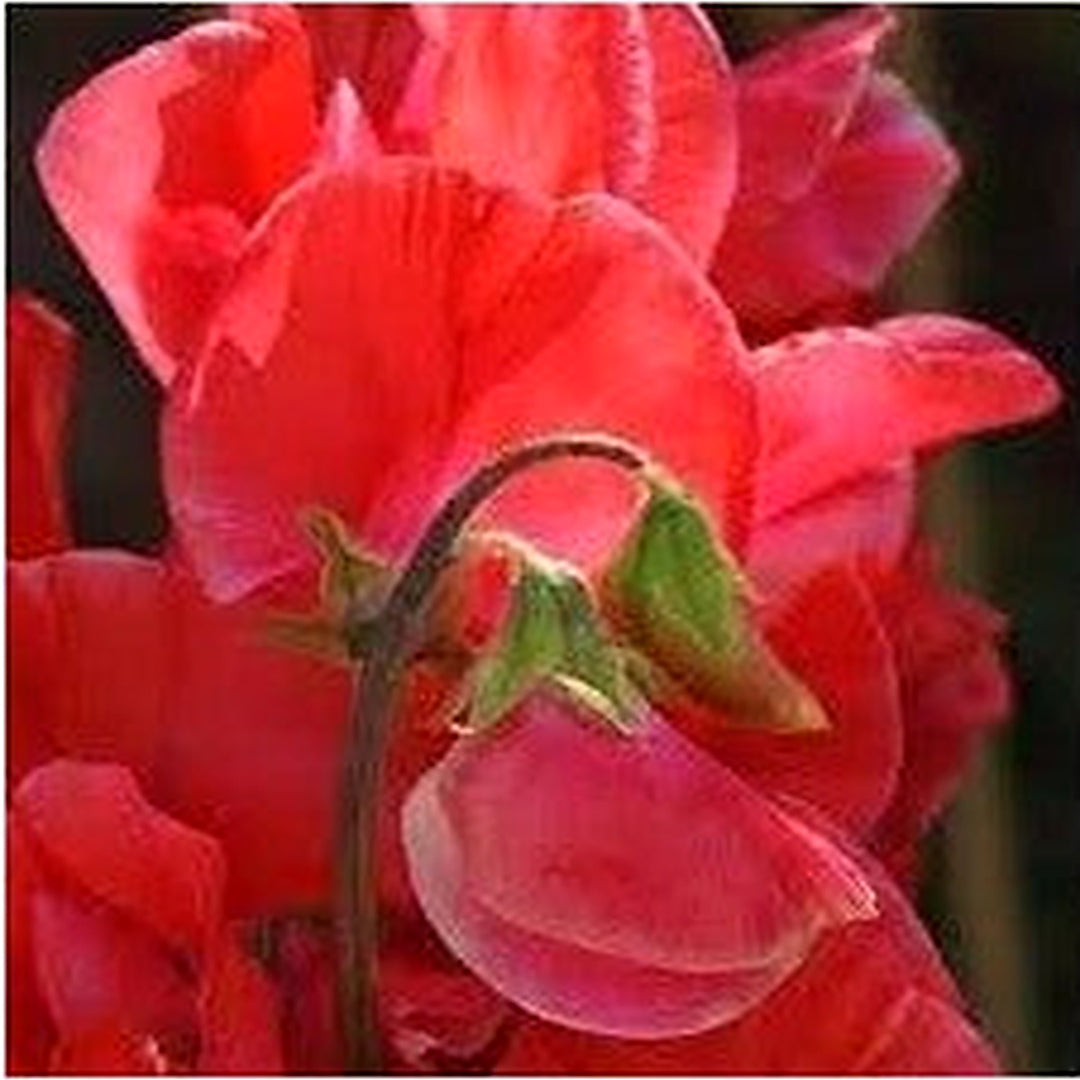 Pink Night Queen Flower Seeds [neera-v5-b78a99fa5ae87daf1413]