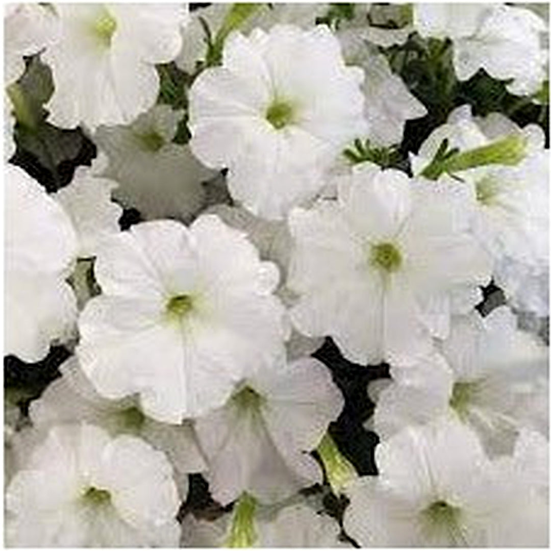 White Petunia Flower For Planting Heirloom Non Gmo Garden Easy To Grow Blooms Flower Seeds for Home [neera-v5-b78bb6438a1b39c29b33]