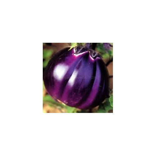 Eggplant Vegetable Seeds for Planting | Heirloom, Non-GMO, High Germination Organic Garden Seeds [neera-v5-b78beb8ef4d6ee31b3c6]