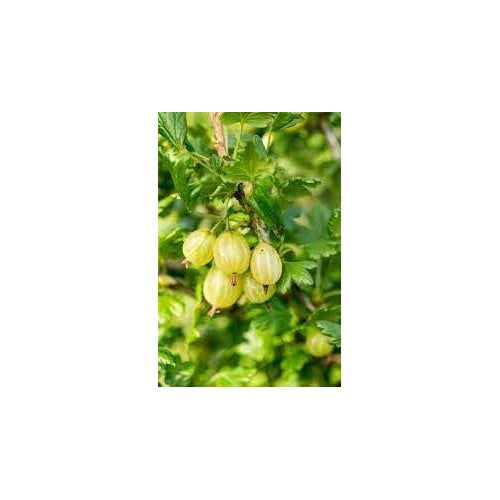 American Gooseberry Fruit Seeds (Ribes hirtellum) [neera-v5-b792aa7ddc95880b362c]