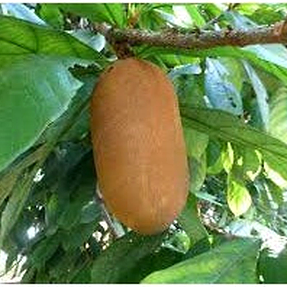 Cupuacu Theobroma Seeds for Planting [neera-v5-b799aa1ec076caa78c64]