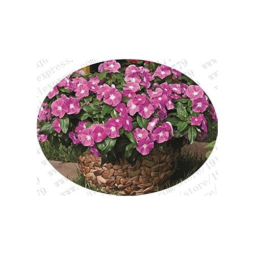Purple Vinca Periwinkle Flower Seeds [neera-v5-b79d5a19a2a8f78235df]