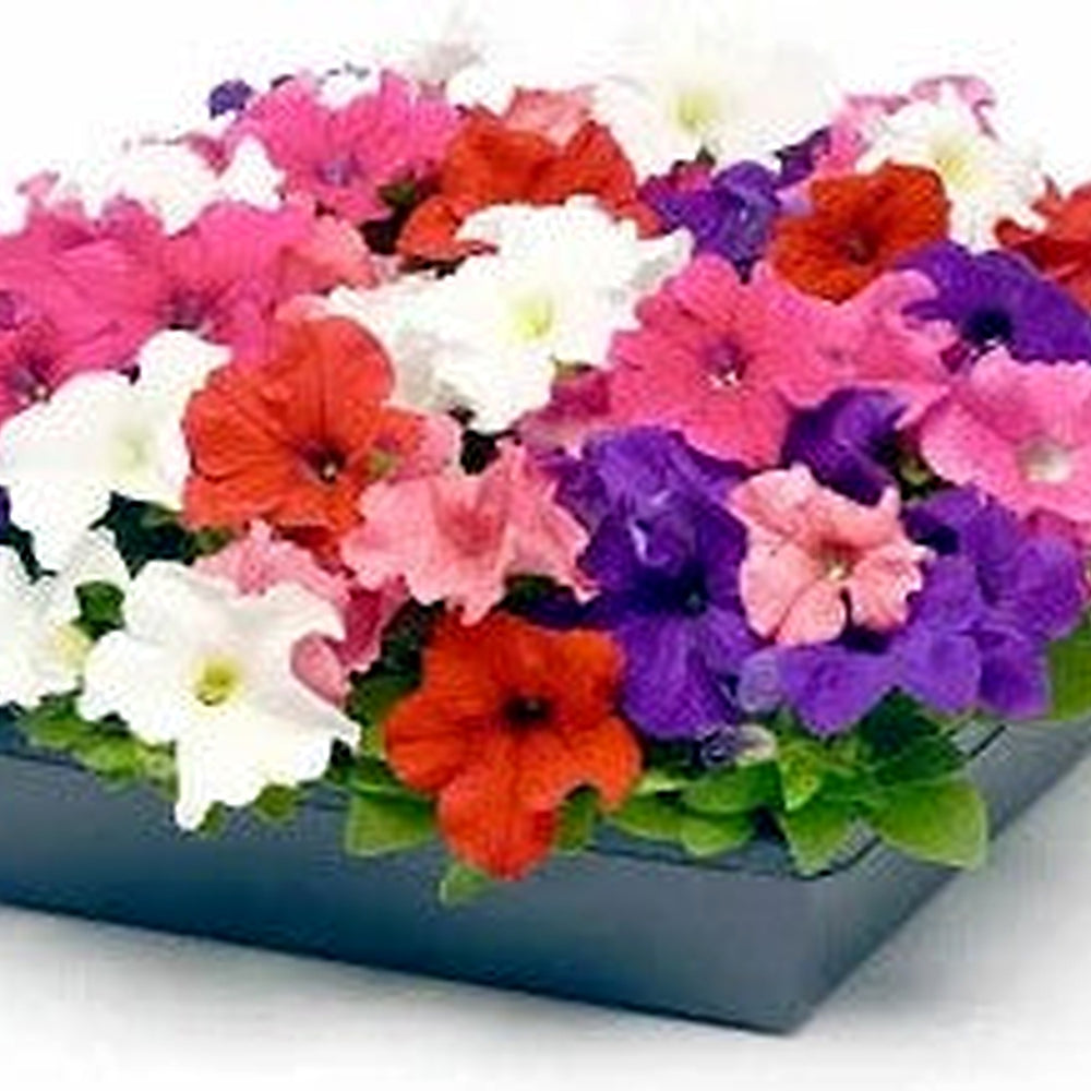 Mix Petunia Flower Seeds for Garden Planting [neera-v5-b79fb923ecec8025b563]