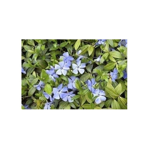 Light Blue Periwinkle Vinca Seeds for Planting [neera-v5-b7a66e8080459aac50c9]
