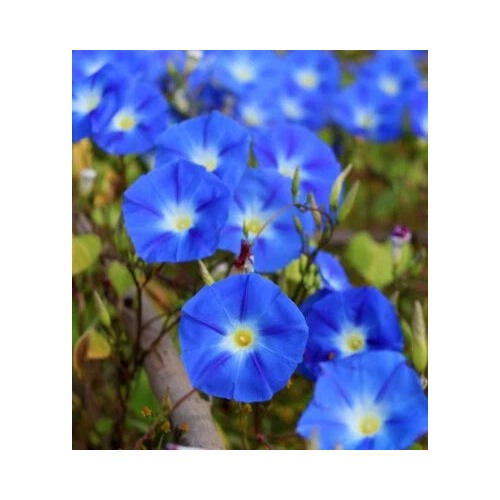 Blue Heavenly Morning Glory Planting Non Gmo Not Coated Heirloom Flower Seeds Home Garden [neera-v5-b7aa753d7a9a67251e67]