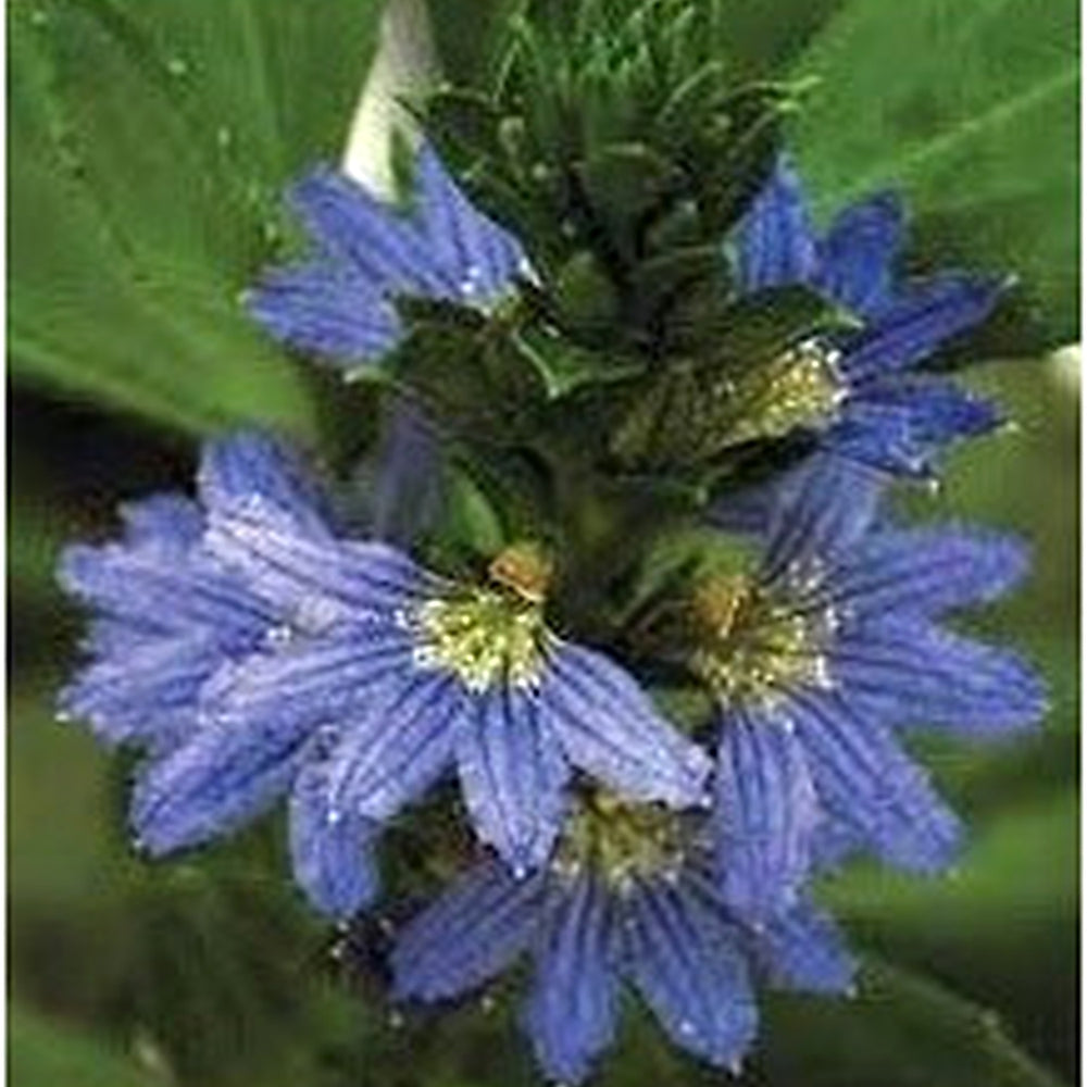 Heirloom Crassifolia Flower Seeds, Non-GMO, Hardy Blooms for Rock Gardens and Borders [neera-v5-b7ad54b3f8484292873e]