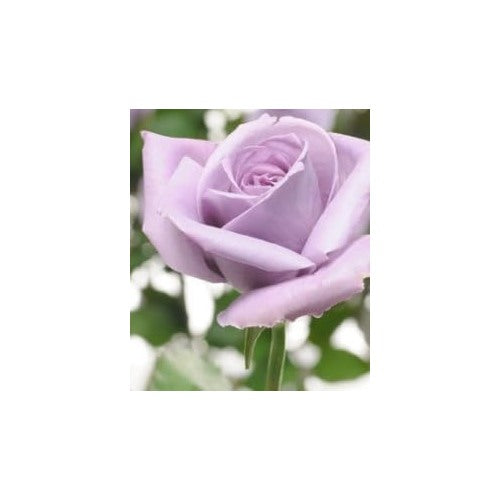 Lavender Rose Flower Seeds for Planting [neera-v5-b7ad9464897f76bbece3]