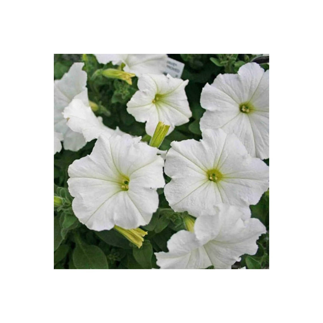 Petunia Petunia X Hybrida Weisse Einfache Welle Hybrid Flower For Planting In Garden Borders Or [neera-v5-b7ae6c6bcaa1e1a5aac3]