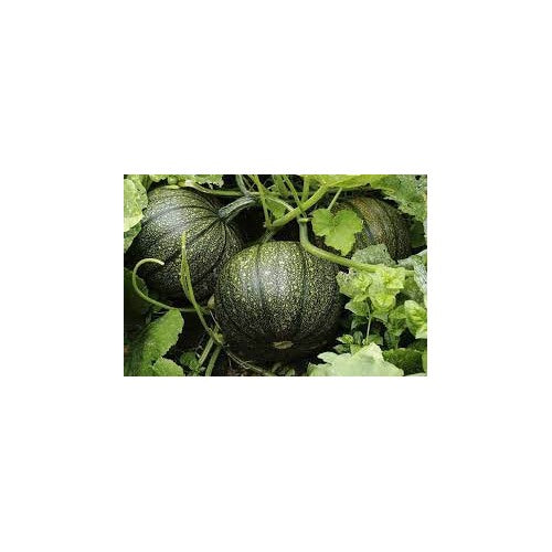 Jack-o’-lantern Pumpkin Seeds for Planting [neera-v5-b7af16bb02d4f6d10a0e]