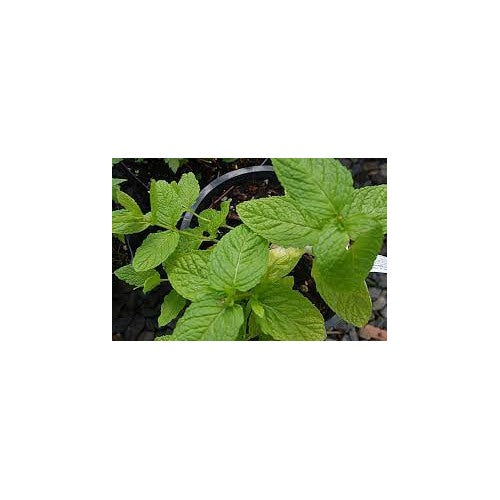 Mint Spearmint Seeds for Planting [neera-v5-b7af7e1151e7ca9ce3a6]