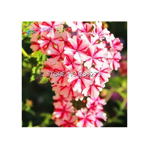 Organic Heirloom Pink Verbena Flower Seeds [neera-v5-b7b8c3e5f911b2fe752a]