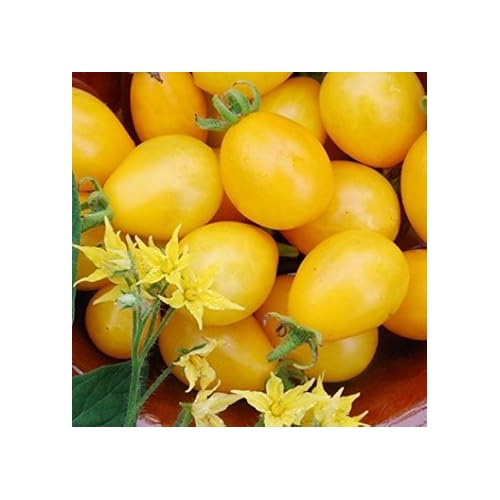 Yellow Tomato Seeds for Planting [neera-v5-b7bb131265393fc92f61]