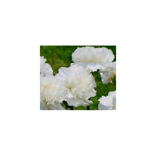 White Dianthus Caryophyllus Flower Seeds for Planting [neera-v5-b7c79c28b1e679fd123b]