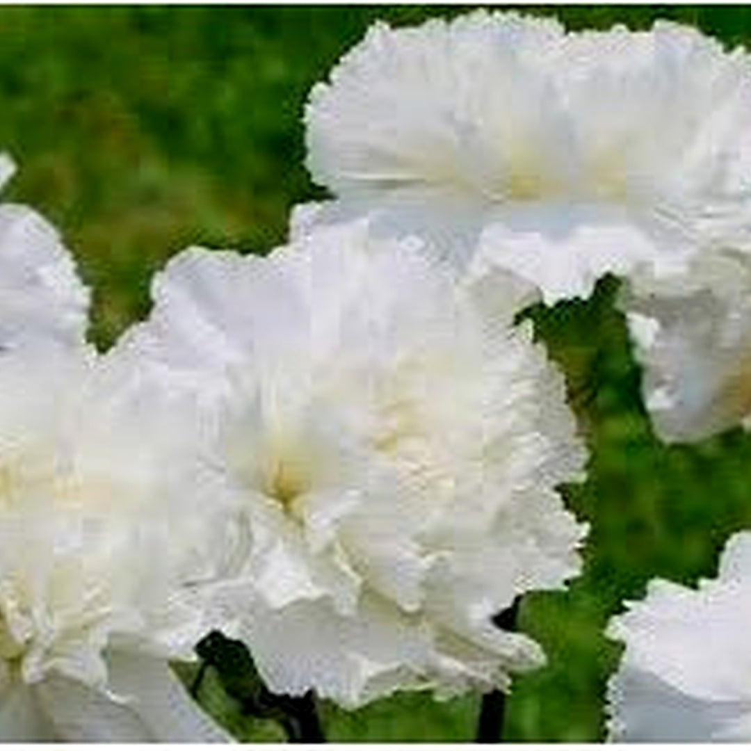 White Dianthus Caryophyllus Flower Seeds for Planting [neera-v5-b7c79c28b1e679fd123b]