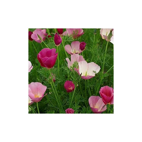 Purple Purple California Gleam Poppy For Vibrant Blooms Flower Seeds for Home Garden Planting, [neera-v5-b7cd02184415b9d27cfd]