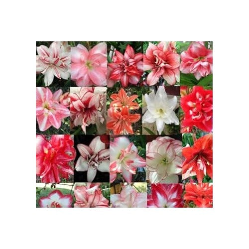 Mixed Hippeastrum Rutilum Flower Seeds [neera-v5-b7d0a0ffb5d80e239a50]