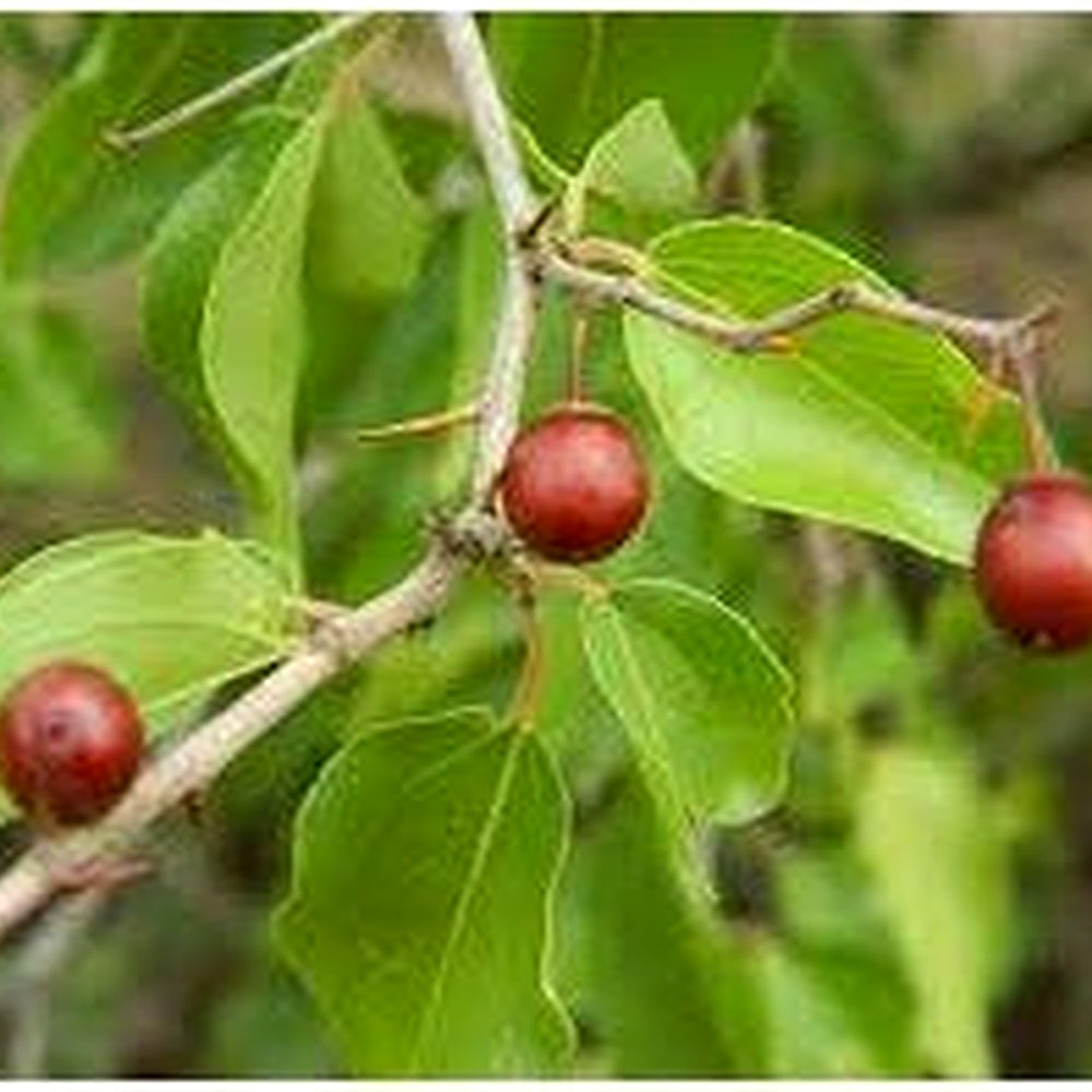 Ziziphus mucronata (Buffalo Thorn) Jujube Fruit Seeds for Planting [neera-v5-b7d1ddf4d235e0089665]